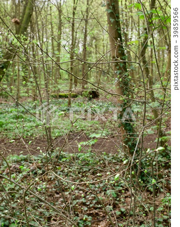 Bois de Boulogne/Paris,France 39859566