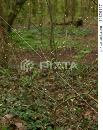 Bois de Boulogne/Paris,France Bois de Boulogne/Paris,France 39859567