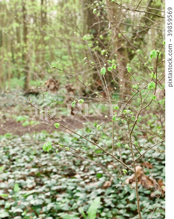 Bois de Boulogne/Paris,France Bois de Boulogne/Paris,France 39859569