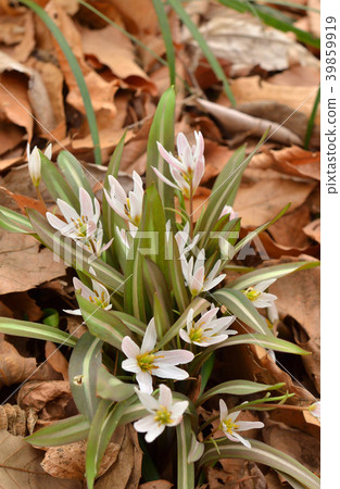 Plant: Hirohanomanana Lilium Plant: Hirohanomanana Lilium 39859919