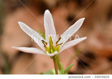 Plant: Hirohanomanana Lilium 39859920