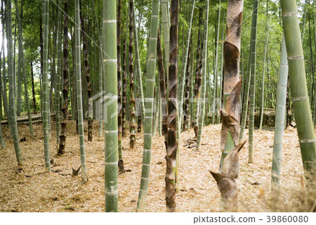 竹林 竹林 39860080