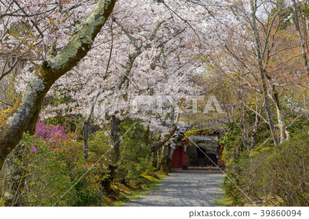 Josho-ji and cherry blossoms Josho-ji and cherry blossoms 39860094