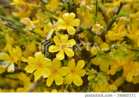 Tree: Ouba Moxaceae 39860371