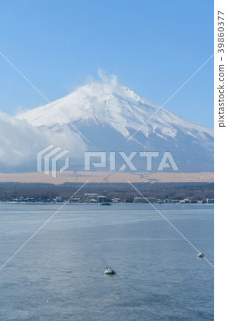 Mt. Fuji and swans from frozen Lake Yamanaka 39860377