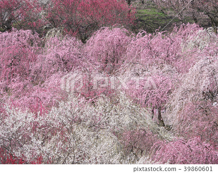 梅花（Inabe Shi Bairin Park）三重縣 39860601