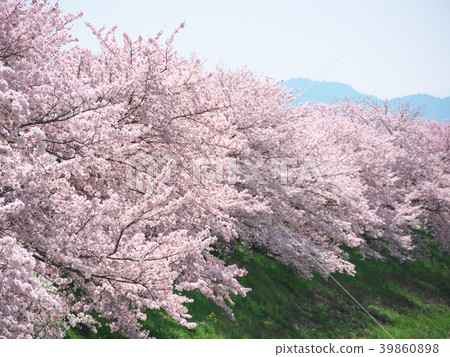 櫻花盛開的奈良縣 - Asukagawa 櫻花盛開的奈良縣 - Asukagawa 39860898