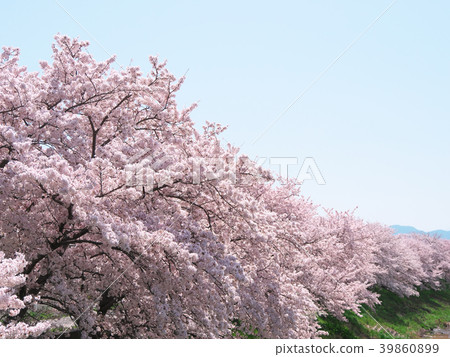 櫻花盛開的奈良縣 - Asukagawa 櫻花盛開的奈良縣 - Asukagawa 39860899