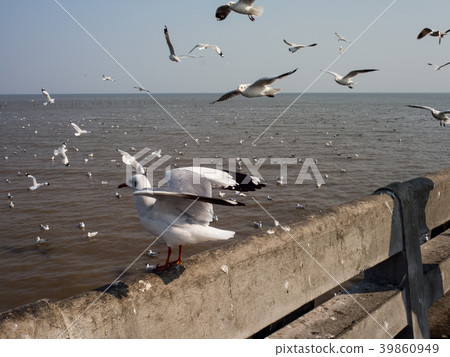 Watching seagulls at Bangpoo, Thailand. Watching seagulls at Bangpoo, Thailand. 39860949