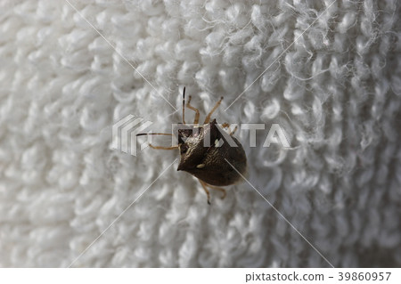 Toshi Shirahoshi Bug 04 Toshi Shirahoshi Bug 04 39860957