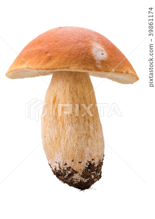 Edible wild mushroom white back shot boletus edulis Edible wild mushroom white back shot boletus edulis 39861174
