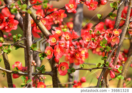 Tree: Boke Rosaceae 39861328