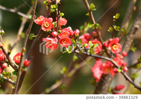 Tree: Boke Rosaceae 39861329