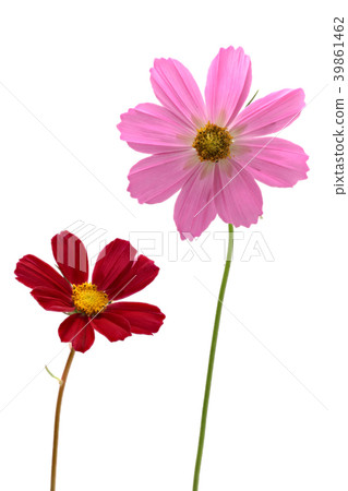Cosmos flower white back shot 39861462