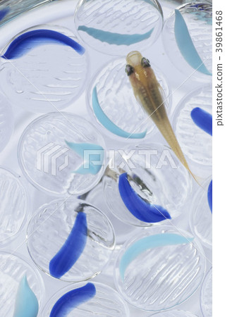 Medaka -1, early summer illustration, background image 39861468