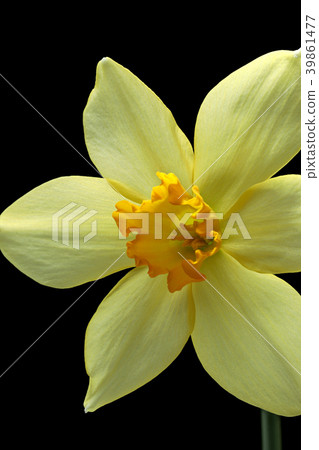 喇叭水仙花黑色後面射擊 照片素材 圖片 圖庫