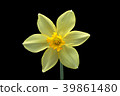 Trumpet narcissus flower black back shot 39861480