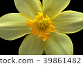 Trumpet narcissus flower black back shot 39861482