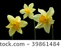 Trumpet narcissus flower black back shot 39861484