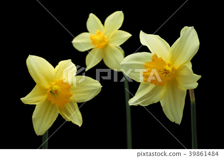 すべての花の画像 驚くばかり喇叭水仙