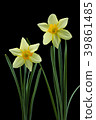 Trumpet narcissus flower black back shot 39861485