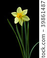 Trumpet narcissus flower black back shot 39861487