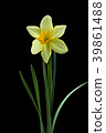 Trumpet narcissus flower black back shot 39861488