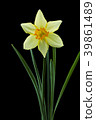 Trumpet narcissus flower black back shot 39861489