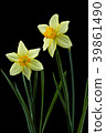 Trumpet narcissus flower black back shot 39861490