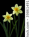 Trumpet narcissus flower black back shot 39861491
