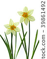Trumpet narcissus flower White back shot 39861492