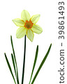 Trumpet narcissus flower White back shot 39861493