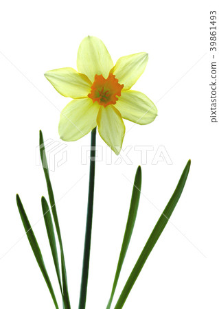 喇叭水仙花白色後面射擊 照片素材 圖片 圖庫 喇叭水仙花白色後面射擊 照片素材 圖片 圖庫