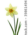 Trumpet narcissus flower White back shot 39861494