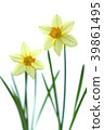 Trumpet narcissus flower White back shot 39861495