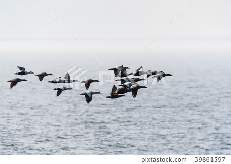 Flock with migrating Common Eiders 39861597