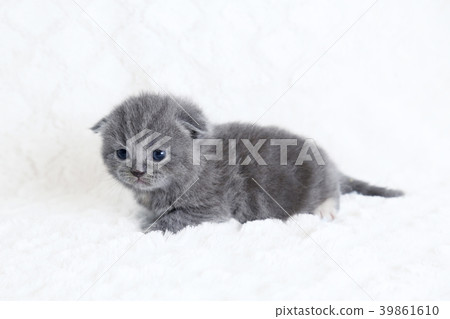 British kitten British kitten 39861610