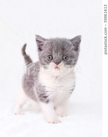British kitten British kitten 39861613