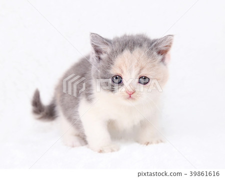 British kitten 39861616