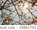 The leaves gold color of the Bodhi Tree. 39861702