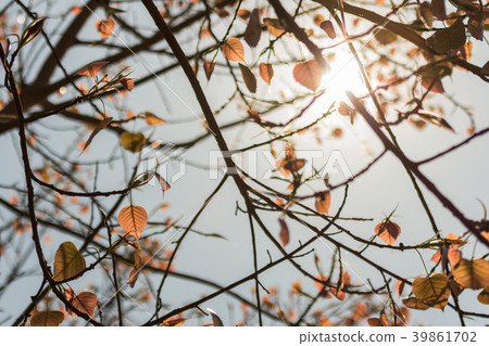 The leaves gold color of the Bodhi Tree. 39861702
