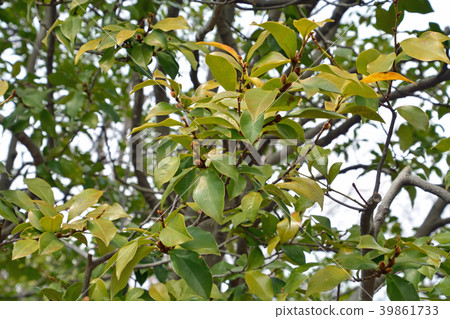 Tree: Karatane Ogatama Magnolia family 39861733