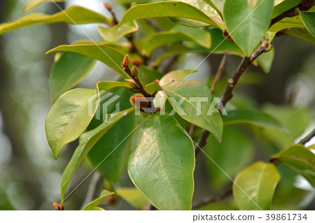Tree: Karatane Ogatama Magnolia family 39861734