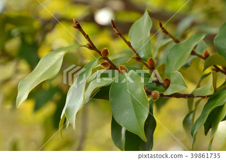 Tree: Karatane Ogatama Magnolia family 39861735