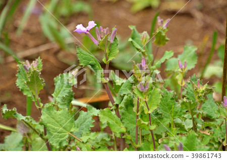 植物：Ooiraseito Brassicaceae 39861743