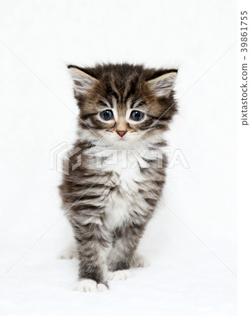 Main kuon kittens Main kuon kittens 39861755