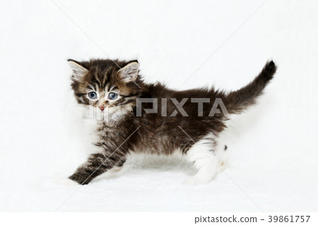 Main kuon kittens 39861757