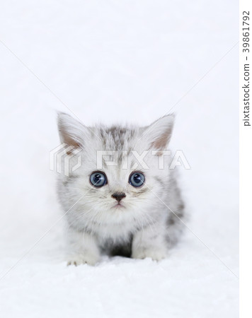 Minuet kitty Minuet kitty 39861792