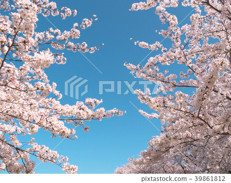 櫻花(奈良縣 - 藤原宮的痕跡) 櫻花(奈良縣 - 藤原宮的痕跡) 39861812