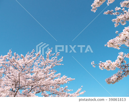 櫻花(奈良縣 - 藤原宮的痕跡) 櫻花(奈良縣 - 藤原宮的痕跡) 39861813
